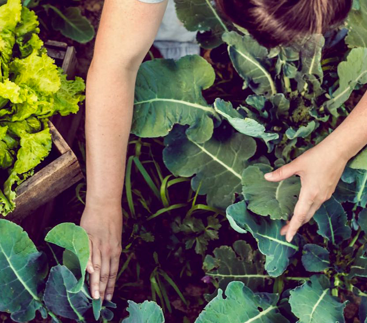 Person doing garden work