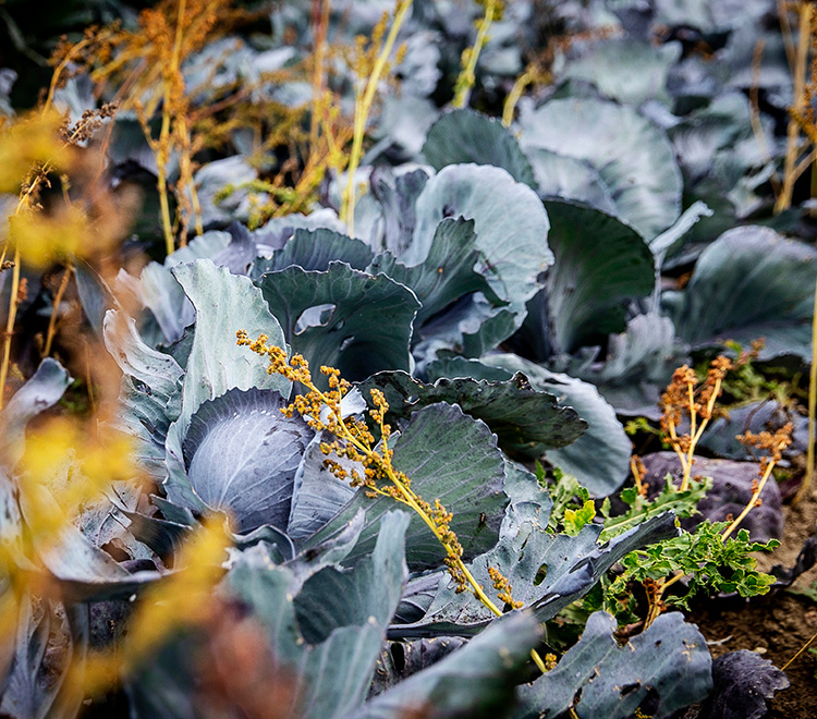 Cabbage field