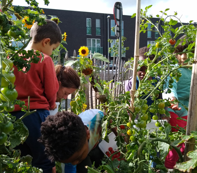 Buurtmoestuin De Braem ©Stad Leuven 