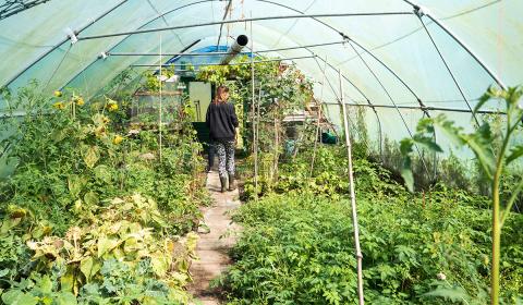 Greenhouse garden